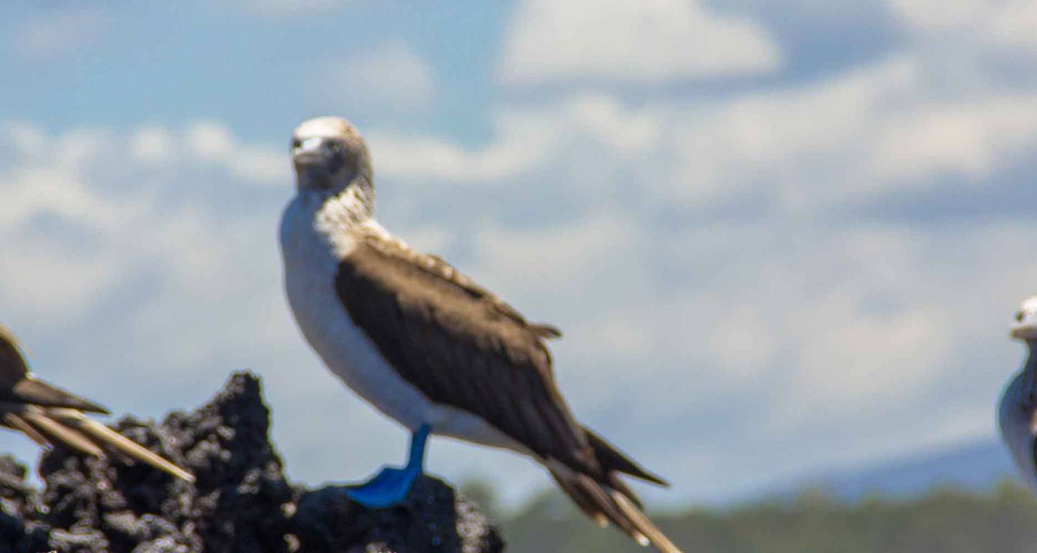 Galapagos Entdeckungsreise: Südliche Inseln an Bord der Grand Queen Beatriz - Peregrine Adventures