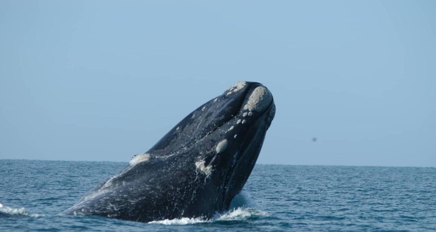 3-Day Whale Watching Tour - Xplore Eyre