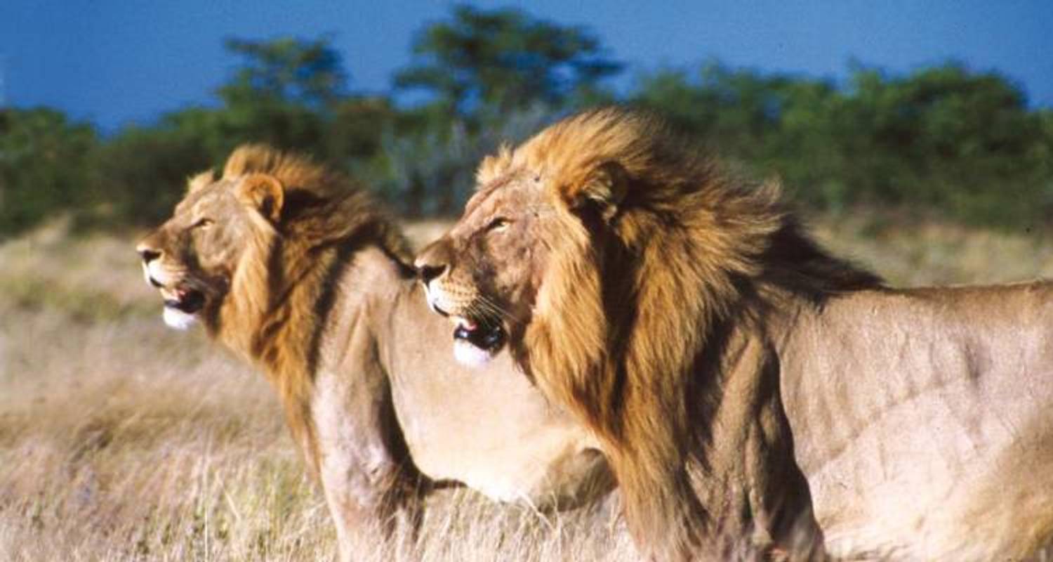 Big Five Explorer Safari Northbound - 36 days - On The Go Tours