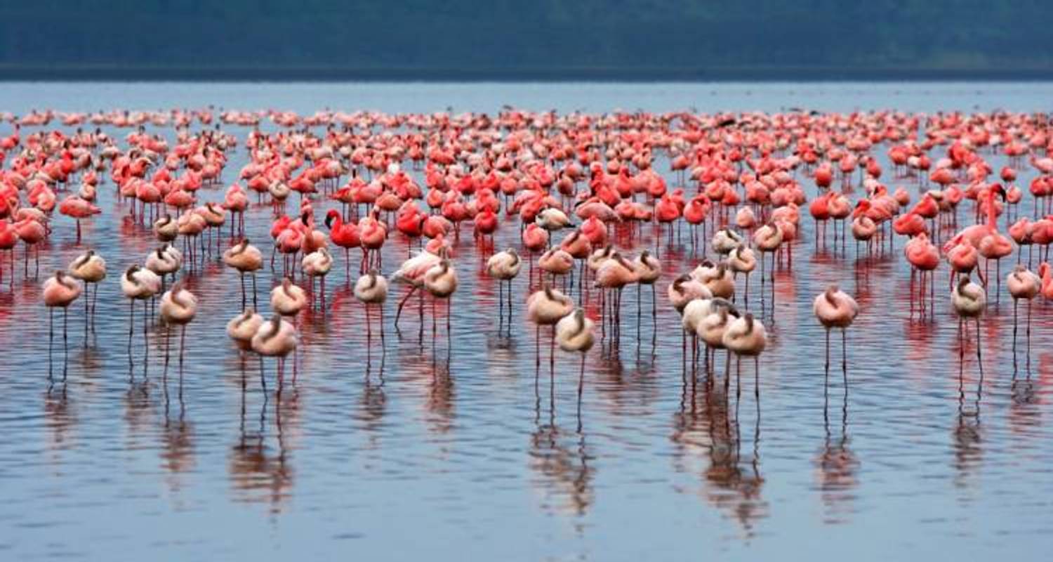 Gorilla Trek & Tanzania Northbound - 25 days - On The Go Tours