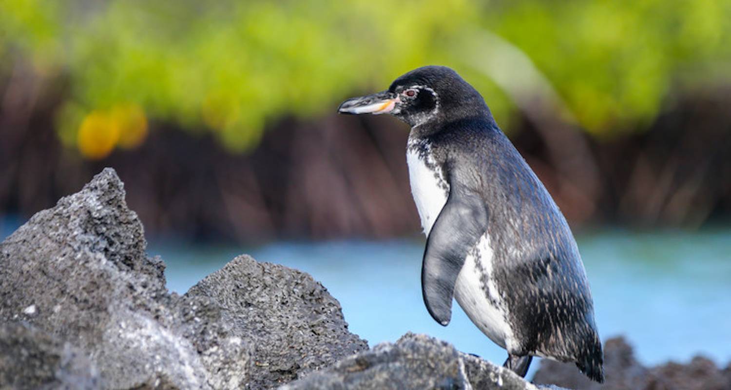 Galapagos Island Cruise - 8 Days - Oasis Overland