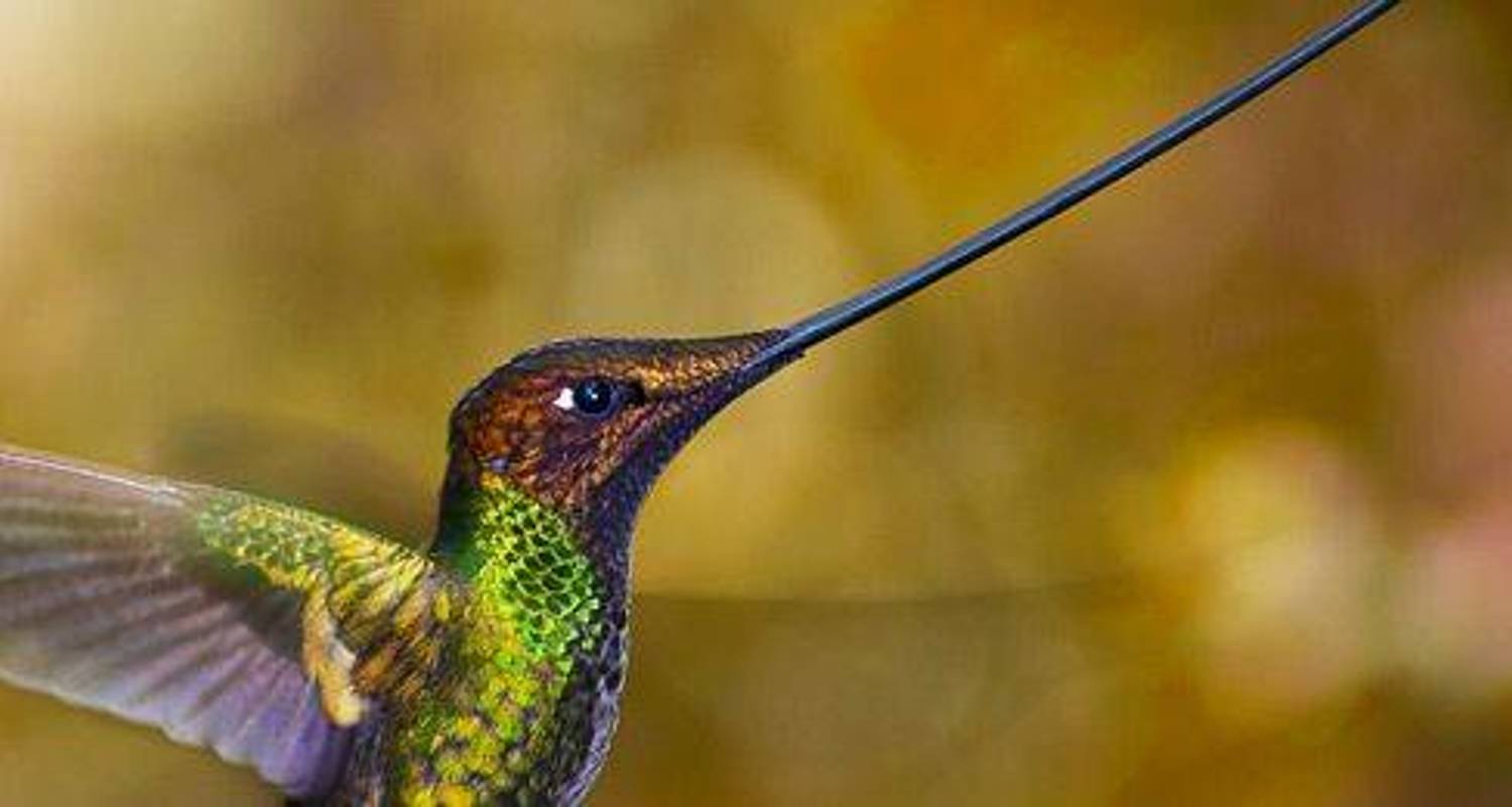 Ecuadorian Amazon and Andean Circuit 6 Days - 5 Nights - BM Tours