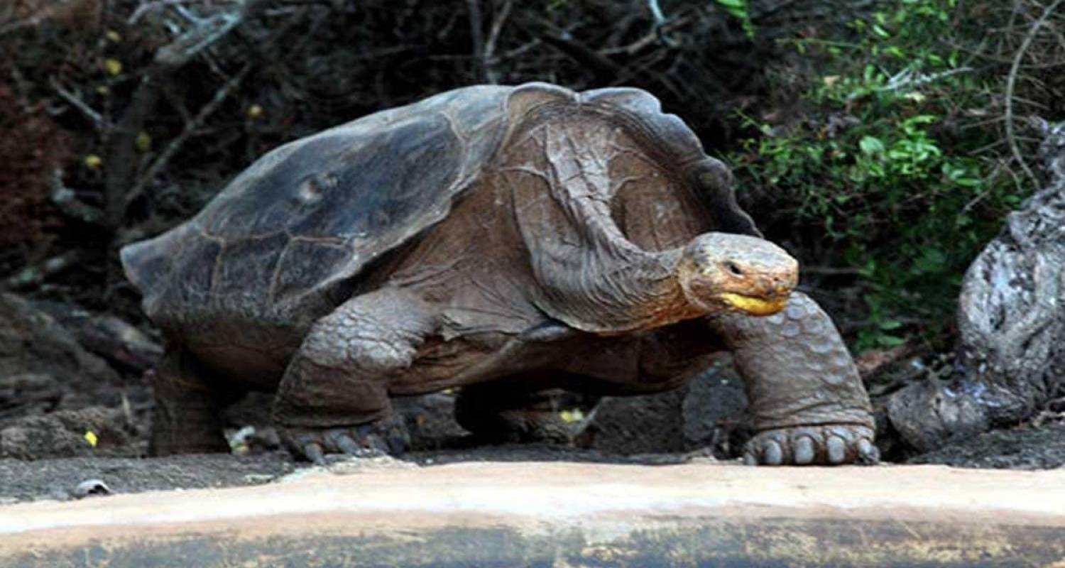 Live Galapagos - 3½*** Hotel - 4 Tage - Gray Line Ecuador