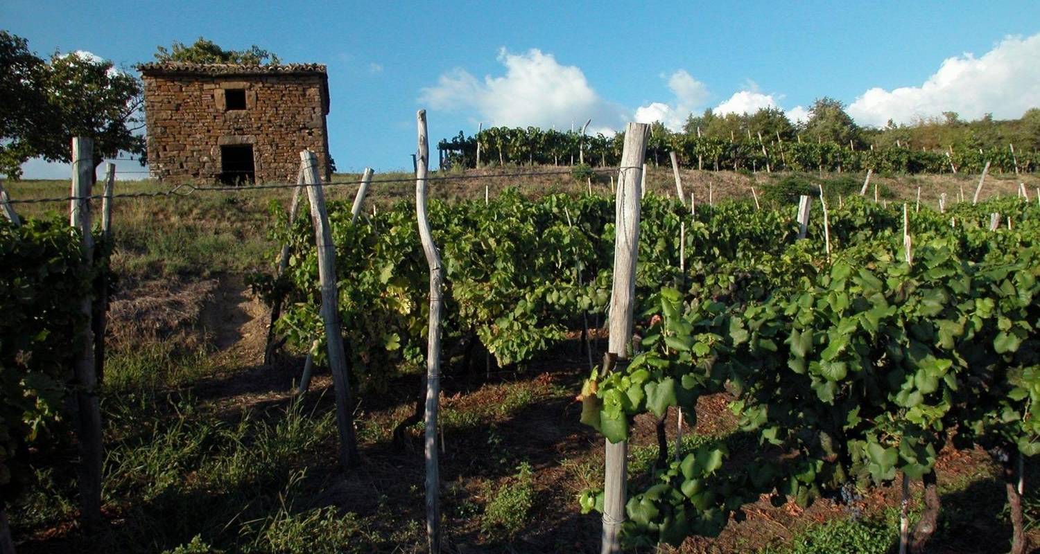 Istrische Weinstraßen - 5 Tage - Fiore Tours