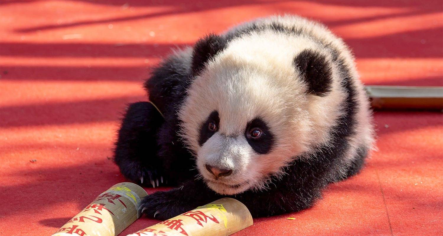 Sichuan Rondreizen