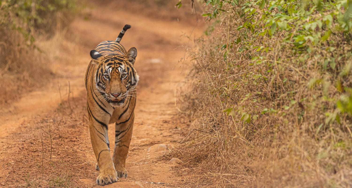 Circuits Rajasthan pour les voyageurs solo