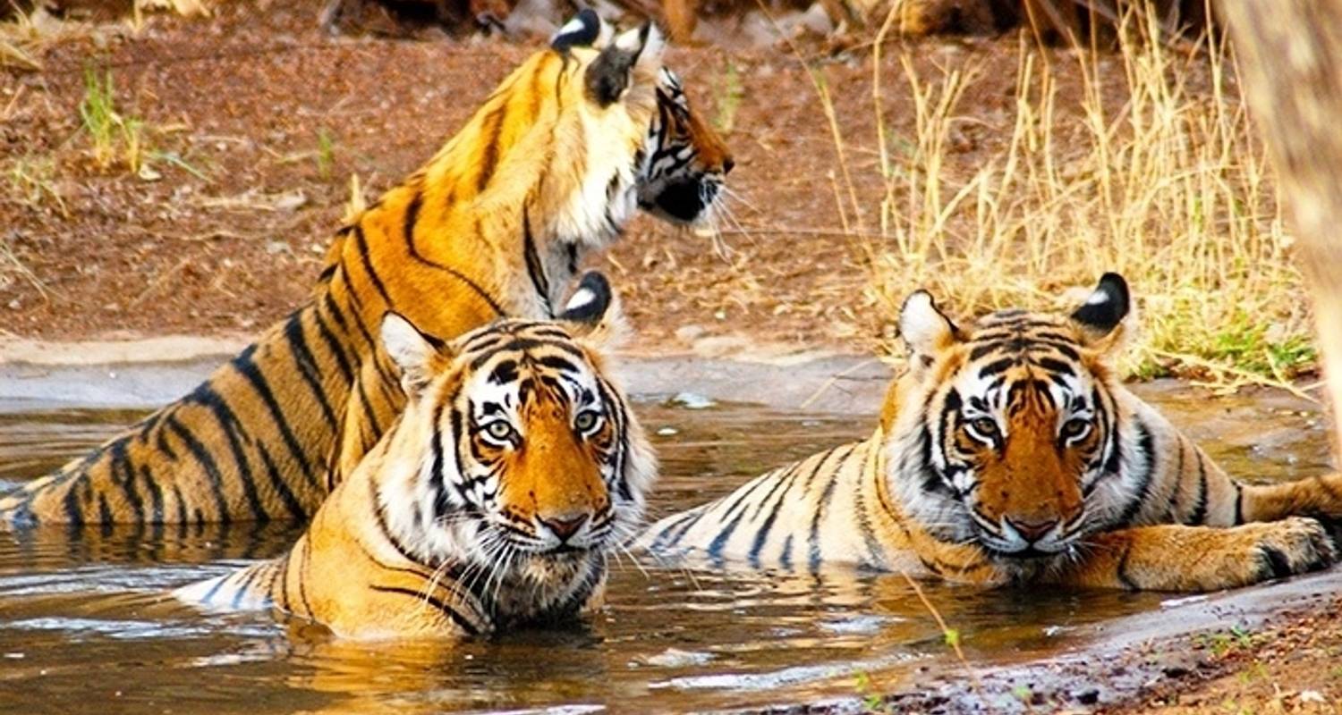 Golden Triangle Tour with Ranthambore Tiger Safari Rides - Travel Creators Of India