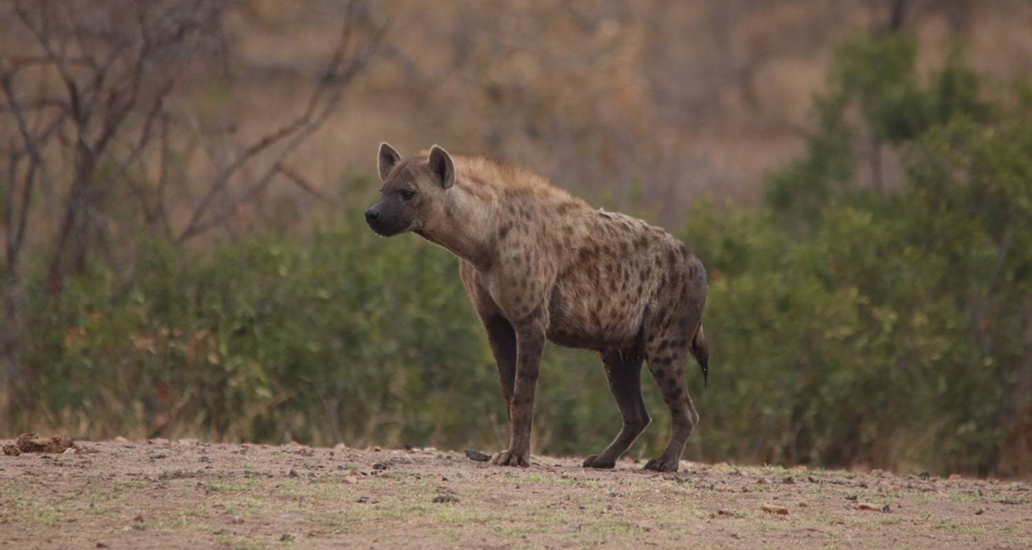 4-Day Eco-Friendly Kruger National Park Safari Experience - The Mzansi Experience