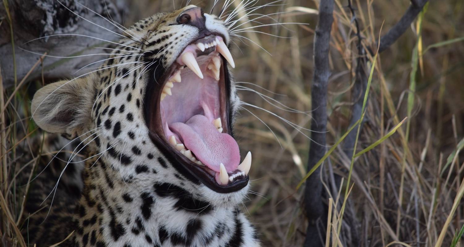 3-Day Eco-Friendly Kruger National Park Safari Experience - The Mzansi Experience