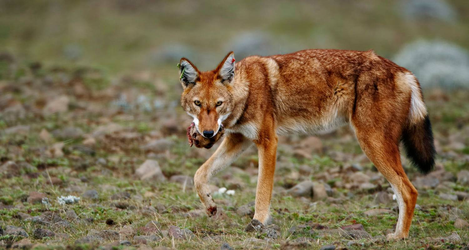 Ethiopia Wildlife Photography Tour - Armaye Ethiopia Tours