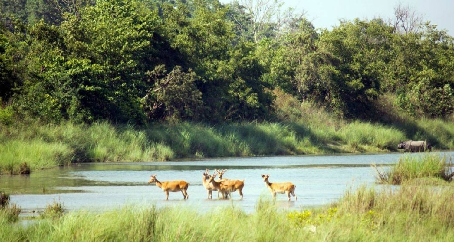 Observación de aves en Nepal - Parque Nacional de Bardiya - Swotah Travel and Adventure