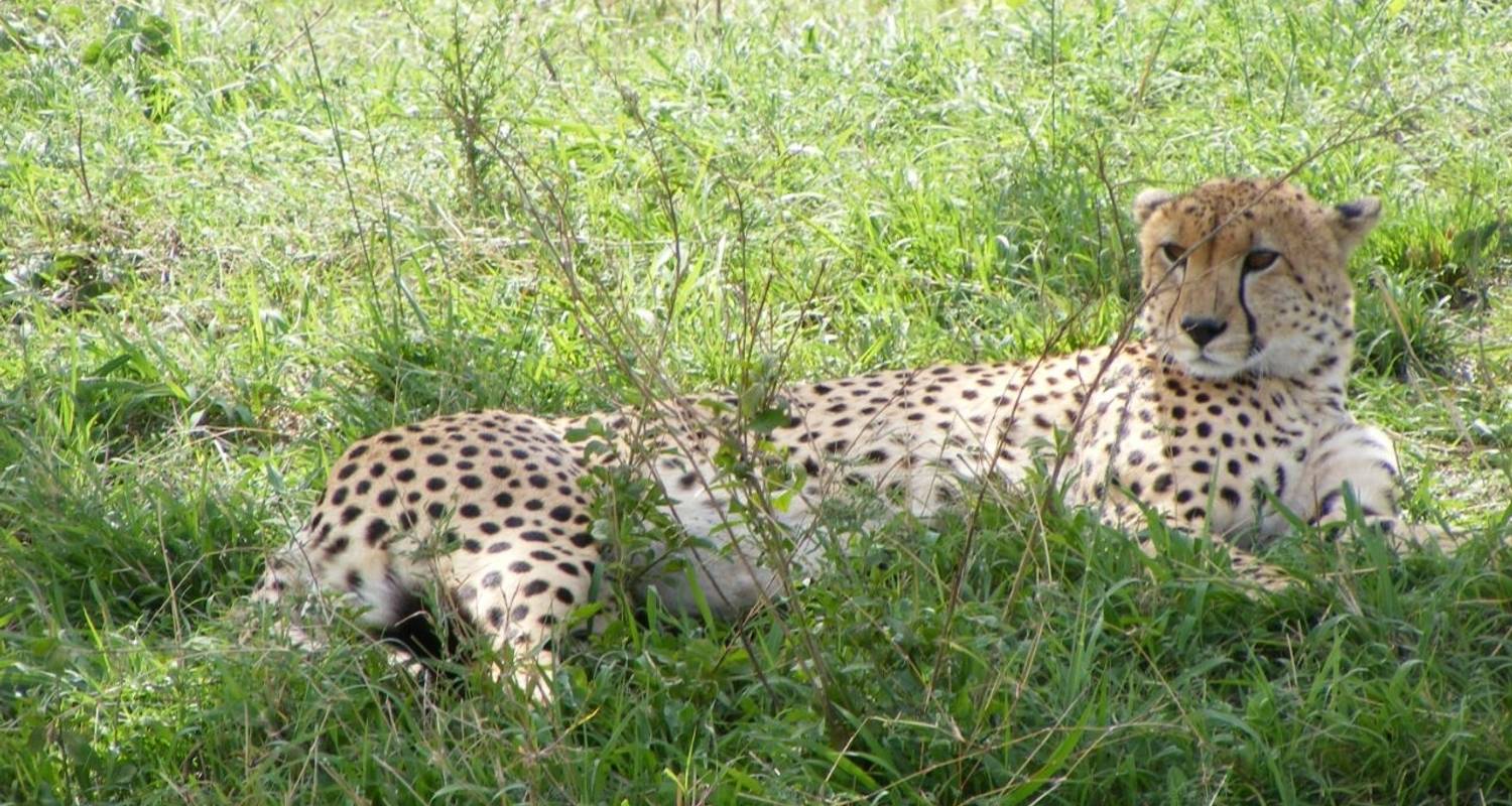 5-Day Masai Mara, Lake Nakuru & Naivasha Budget Camping Safari - Pita Safaris