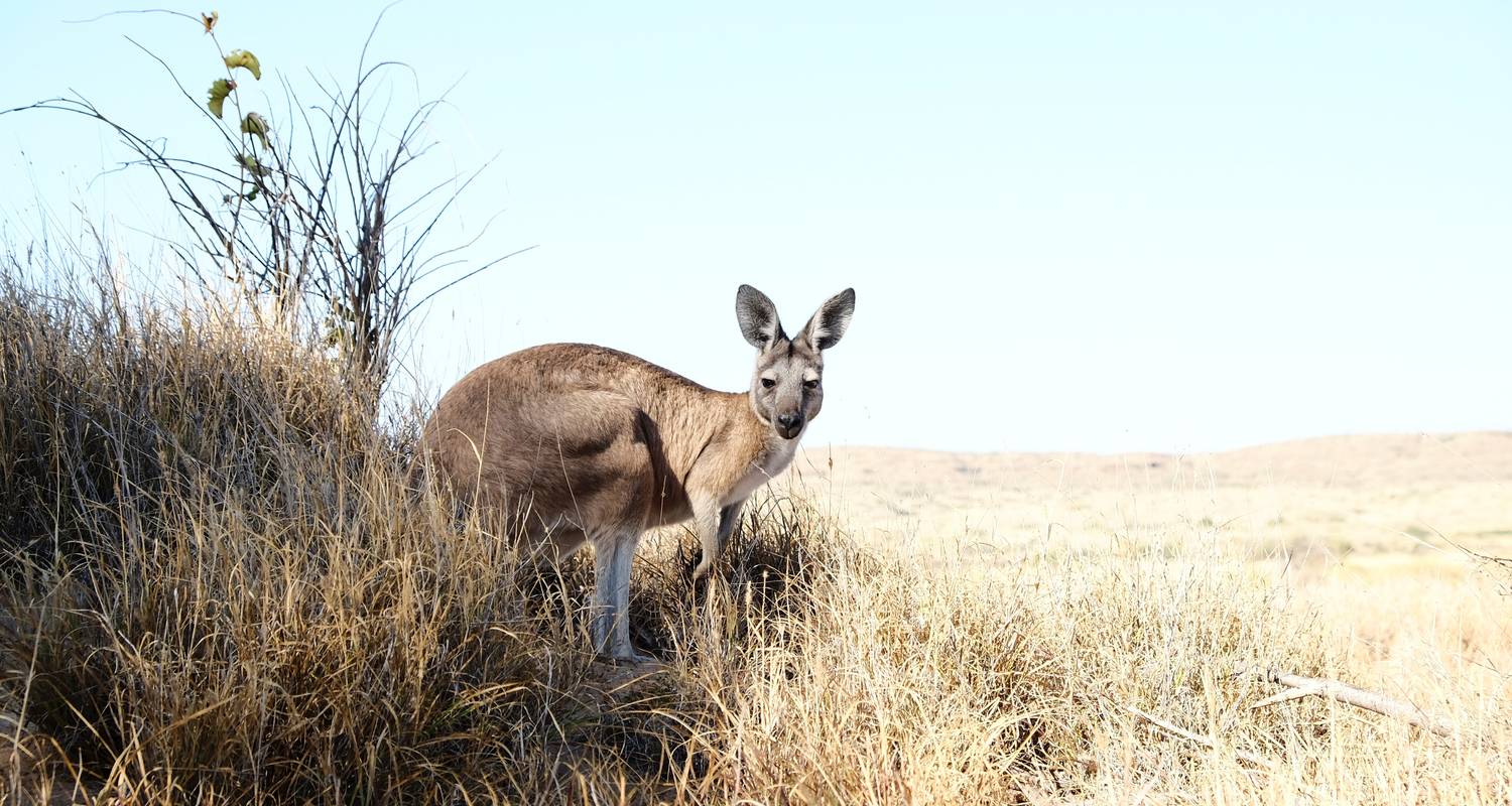 4 Day Uluru ROCK TO ROCK "Start and finish in Ayers Rock (Uluru)" - The Rock Tour