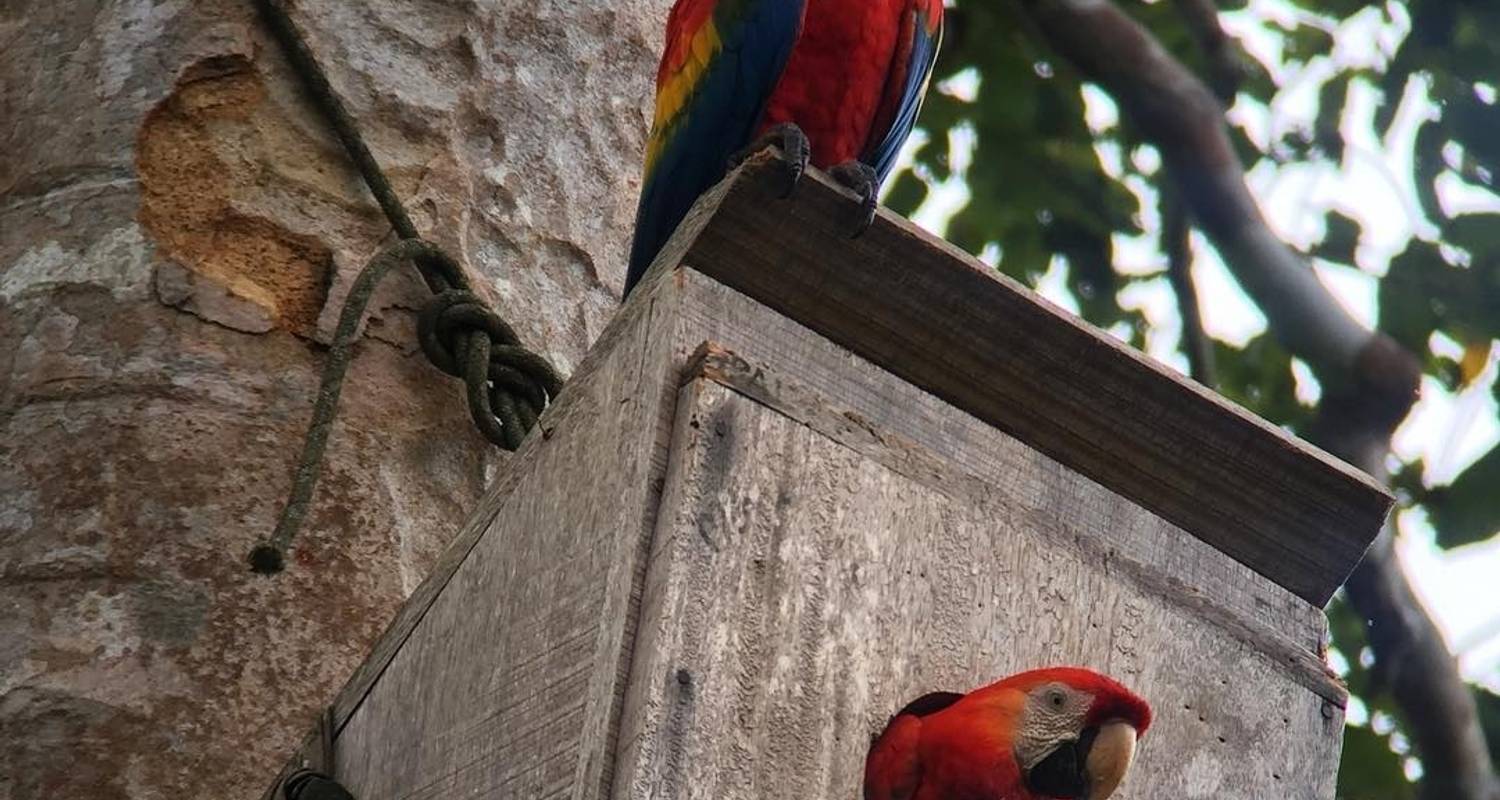 Tambopata y colpa de guacamayos 3D/2N - CondeTravel