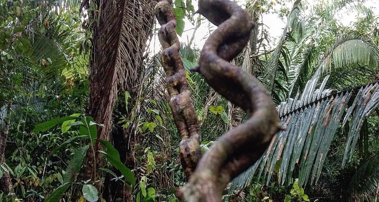 Amérique du Sud : Circuits trek dans la jungle 2026/2027
