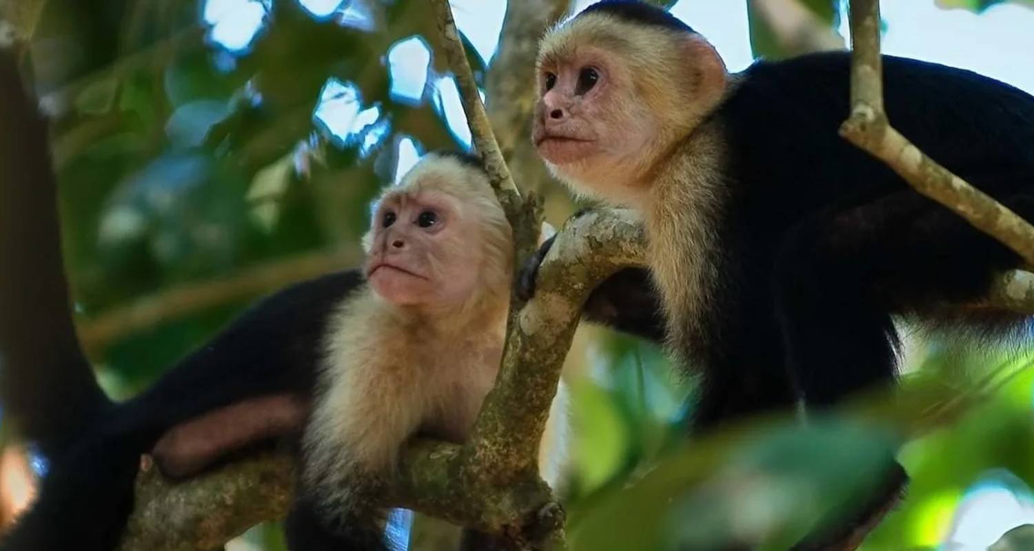 Rainforest Tours & Trips