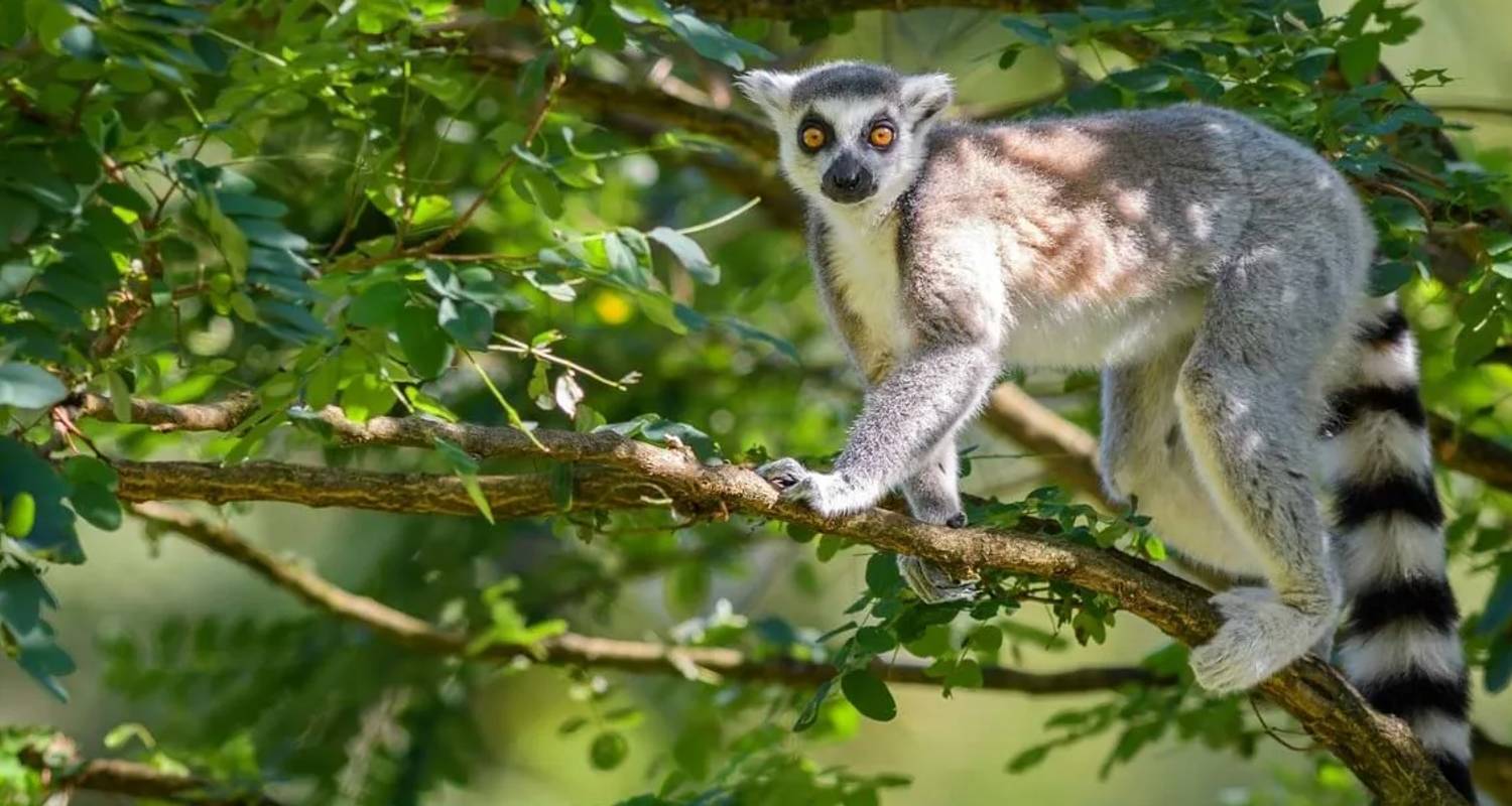 Wandelen & trekking Rondreizen in Madagaskar
