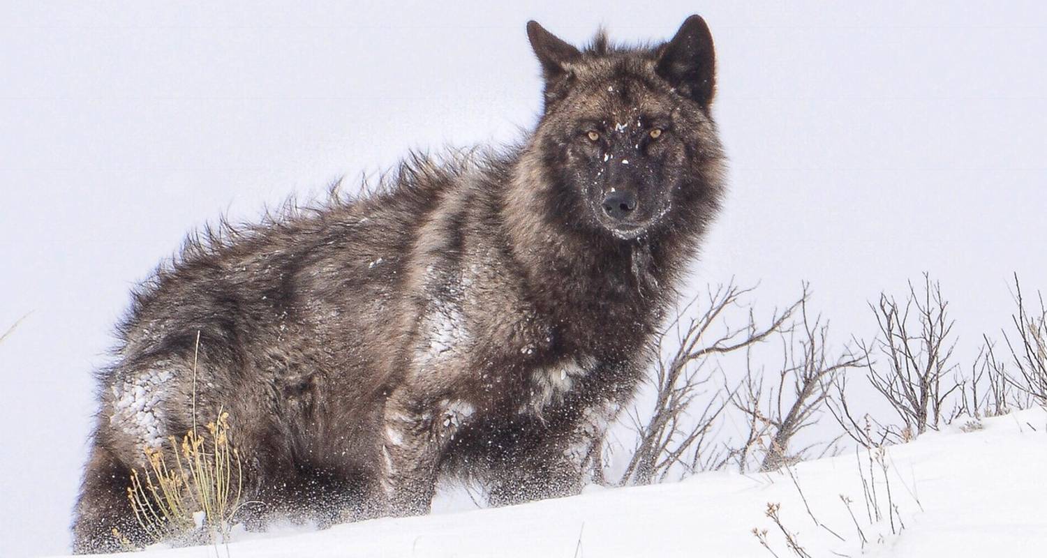 5 Day / 4 Night Yellowstone Winter Wolf Tour - BrushBuck Wildlife Tours
