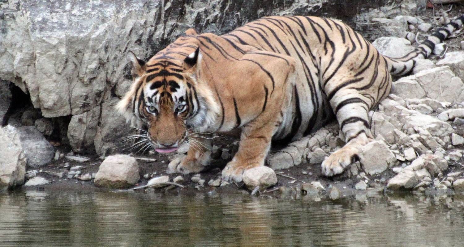 India Tiger Photography Tour - Holidays At