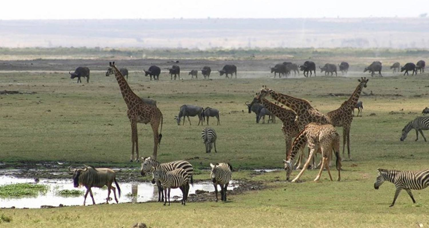 3 Days Amboseli Wildlife Safari - Private - Ultimate African Safaris
