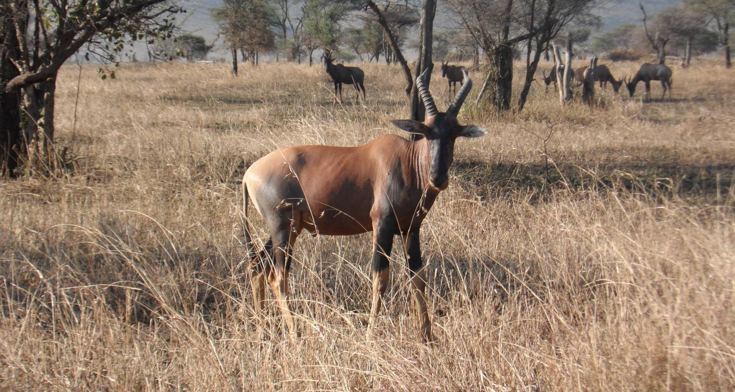 Mikumi 3 Days Trip Safari - LUESA Travel & Tours