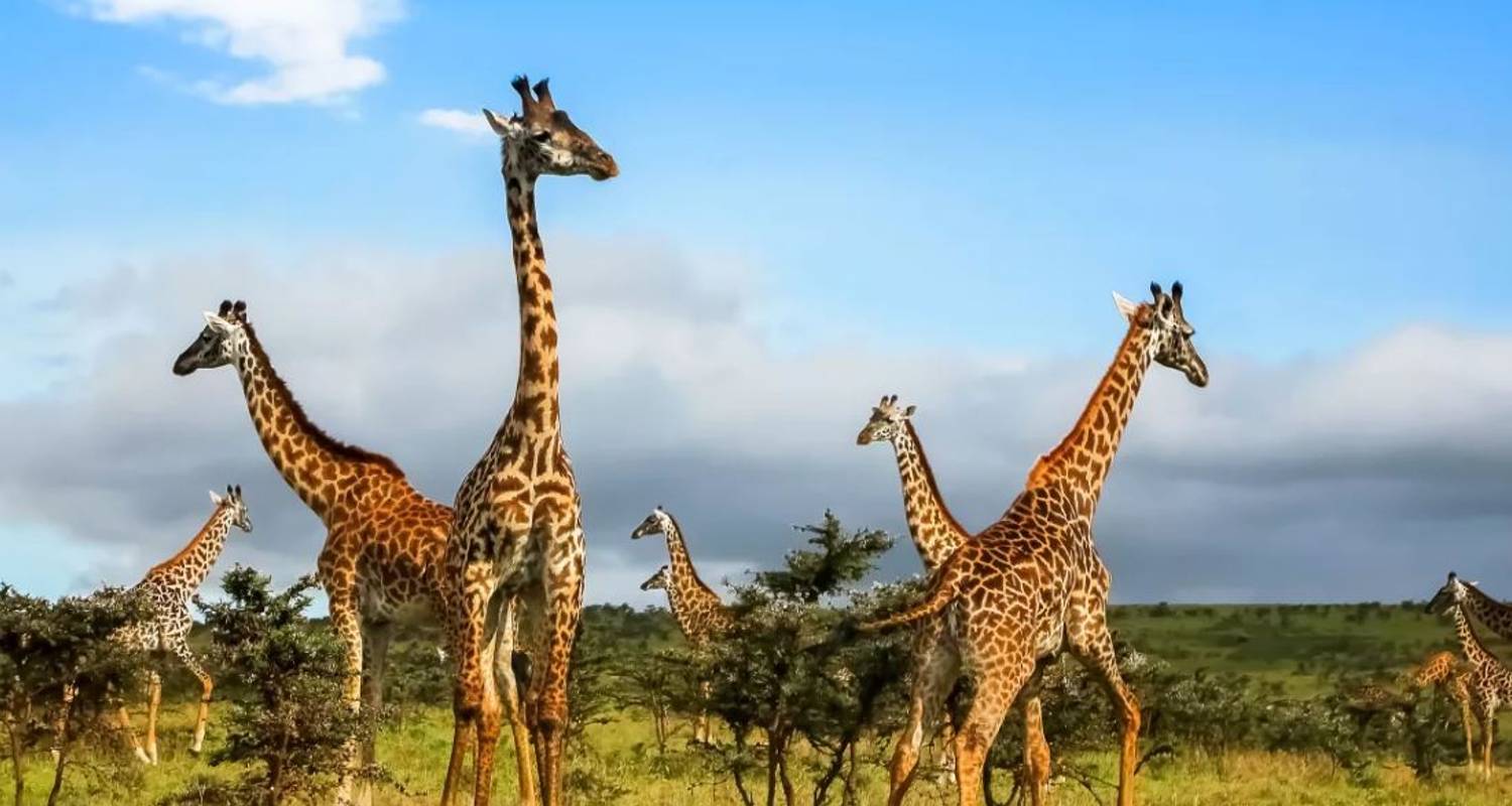 Wildlife Wonders Group Departure - Global Basecamps
