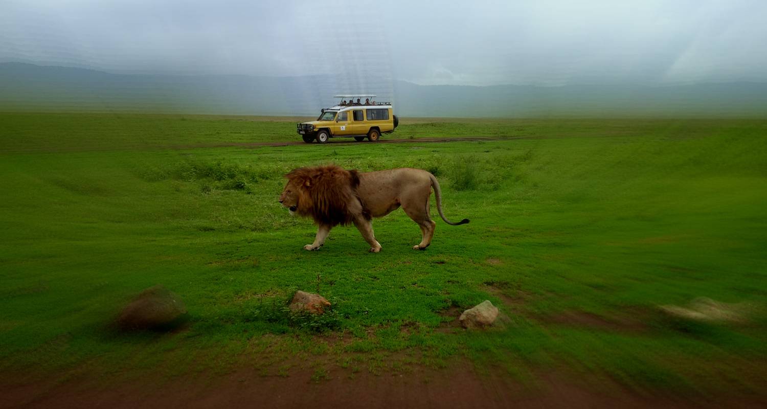 5 days of Safari Experience - J.m Tours Limited