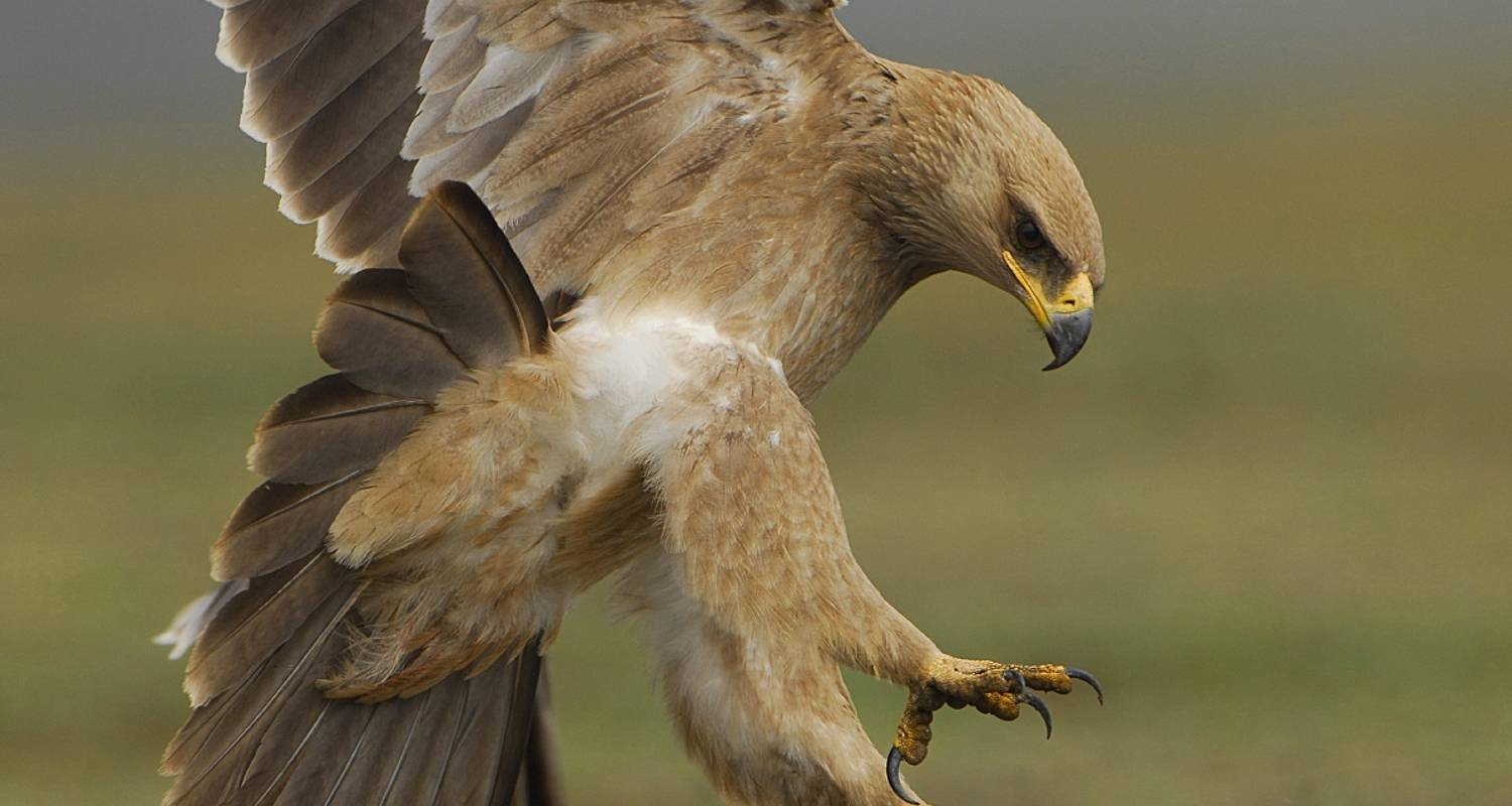 Endemic Birding Ethiopia - FKLM Ethiopia Tour Travel