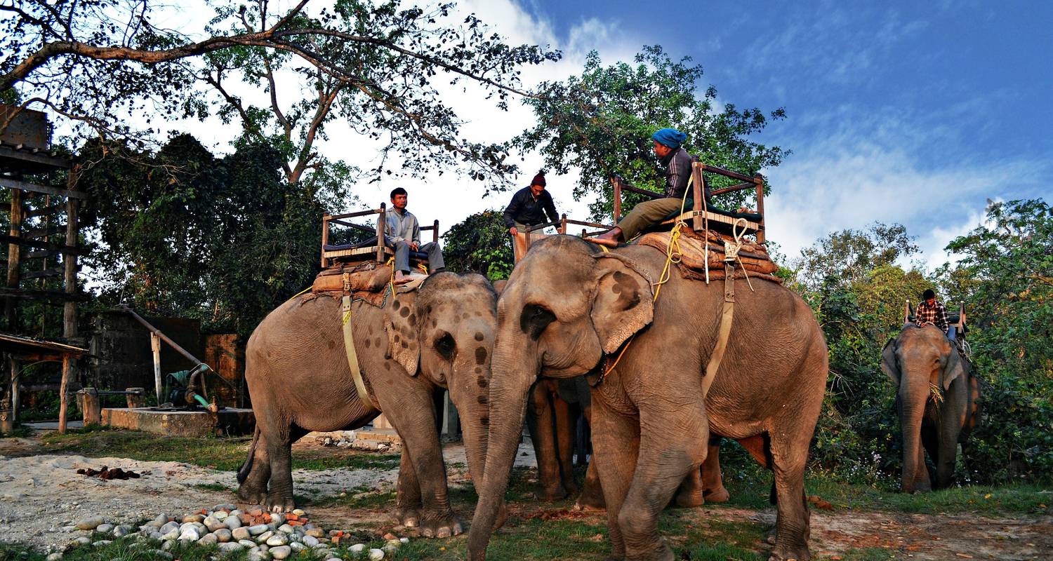 5 days Dolphin Discovery, Jungle Safari, River Rafting at Bardia National Park - Trekking Top Nepal