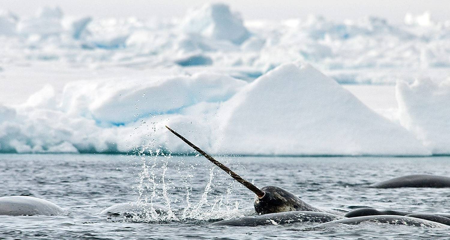 Narwhal & Polar Bear Safari - Arctic Kingdom