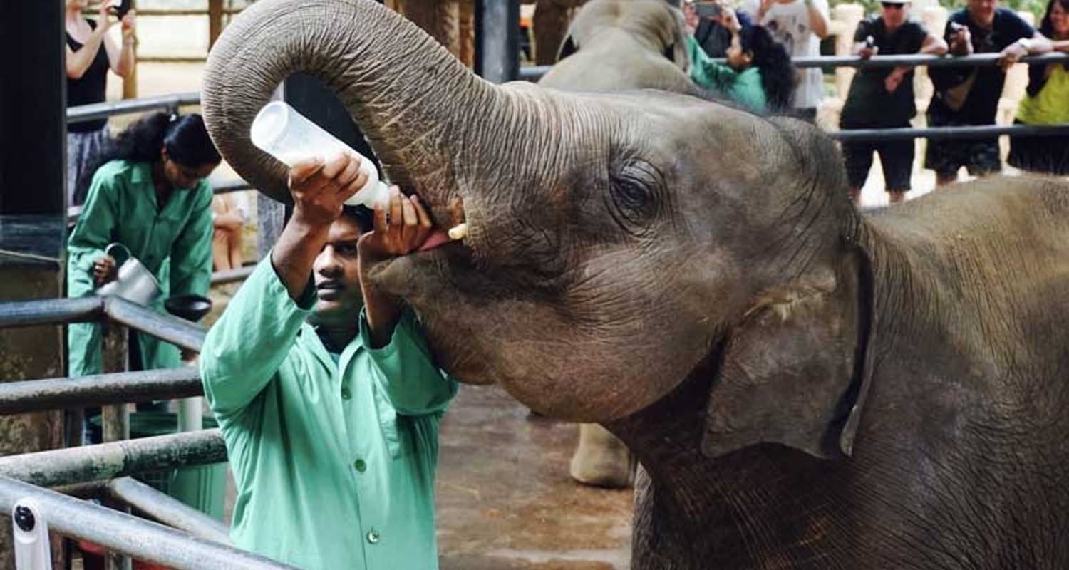 Evergreen Sri Lanka Tour Option 02 - 13 Nights - Cadyshack Tours