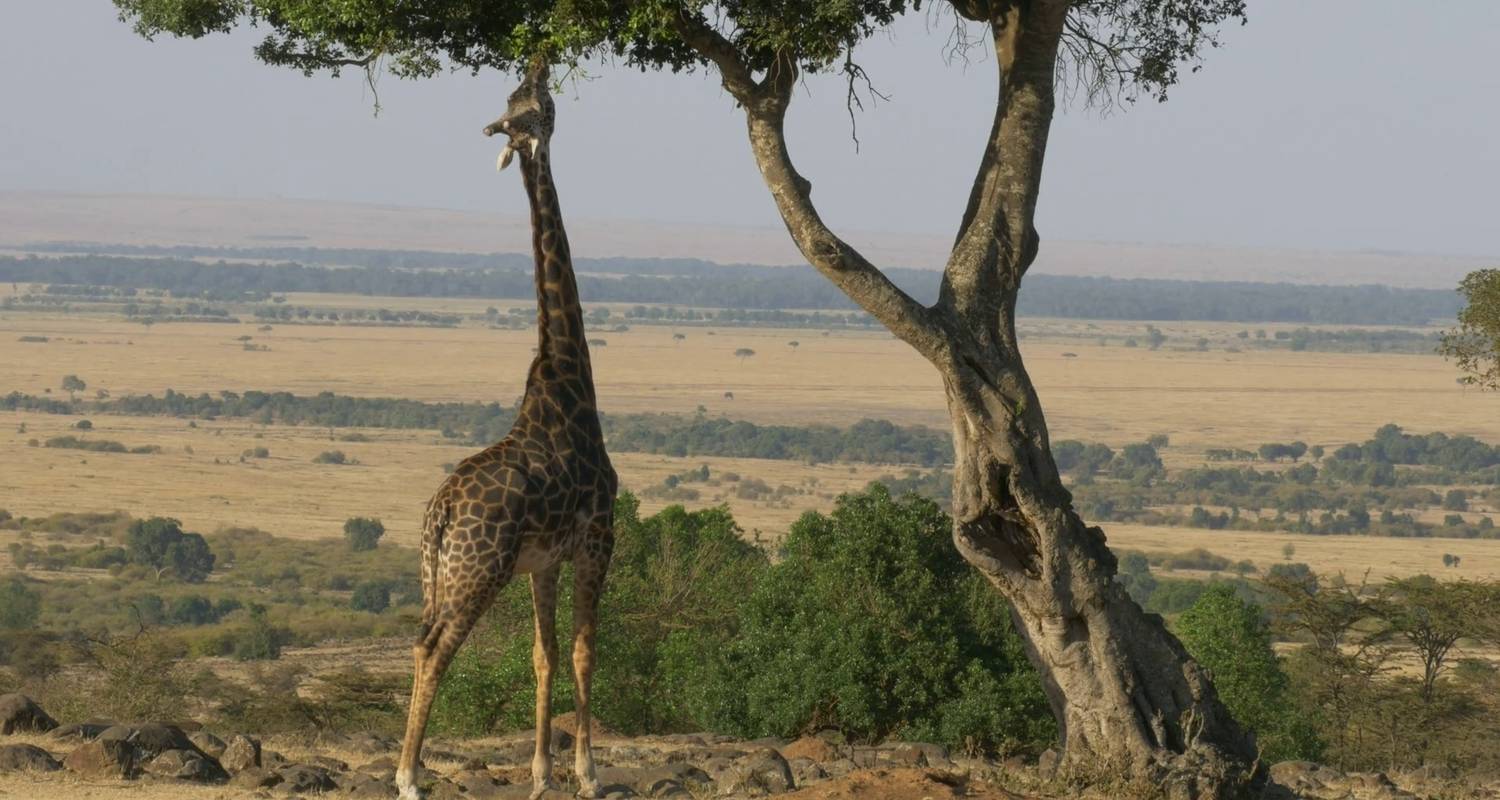 Magisches Kenia - Royal Paw Safaris