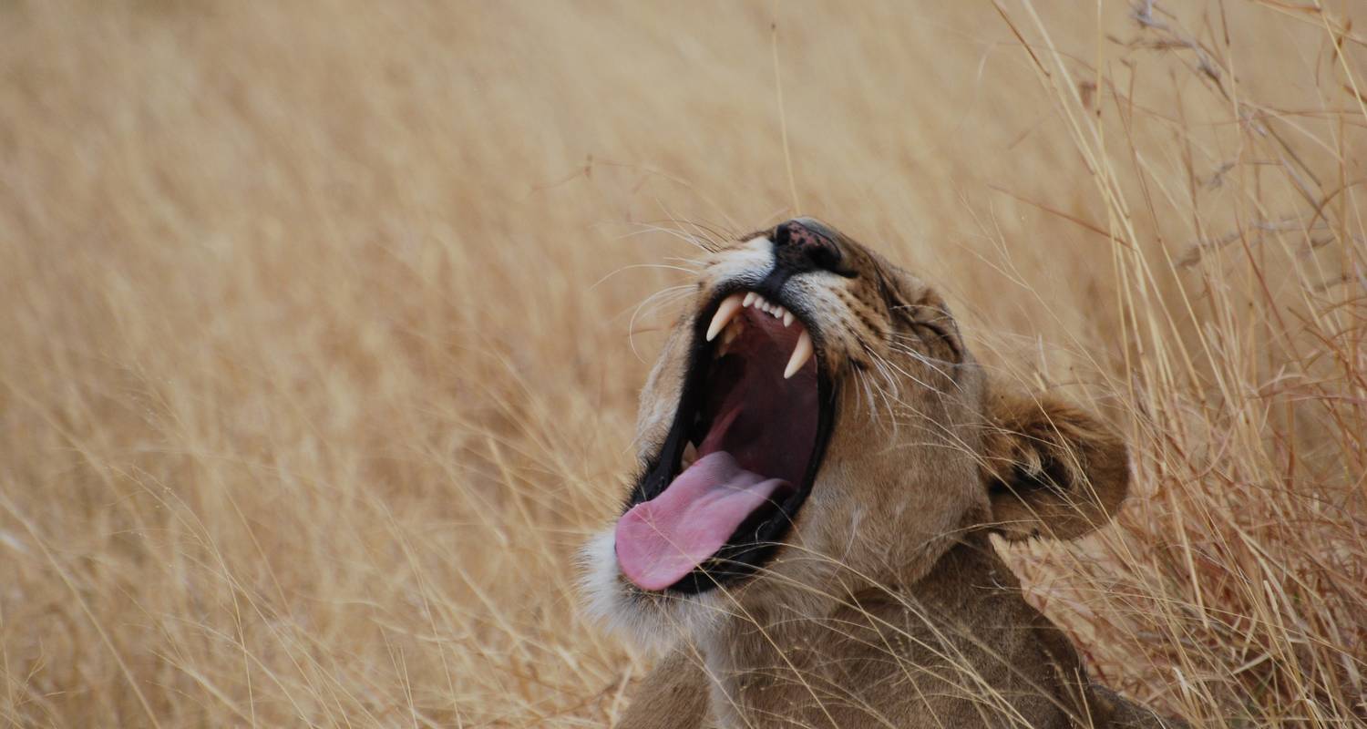 Photographer's Trip - Marvelous Mobile Safari