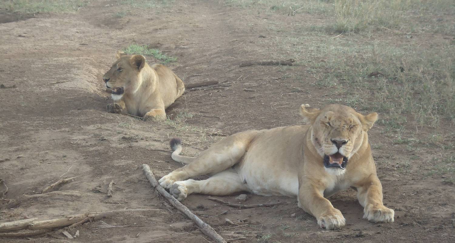 The Lion's Pride Safari 4 Days Camping - Adventure Makers Tanzania