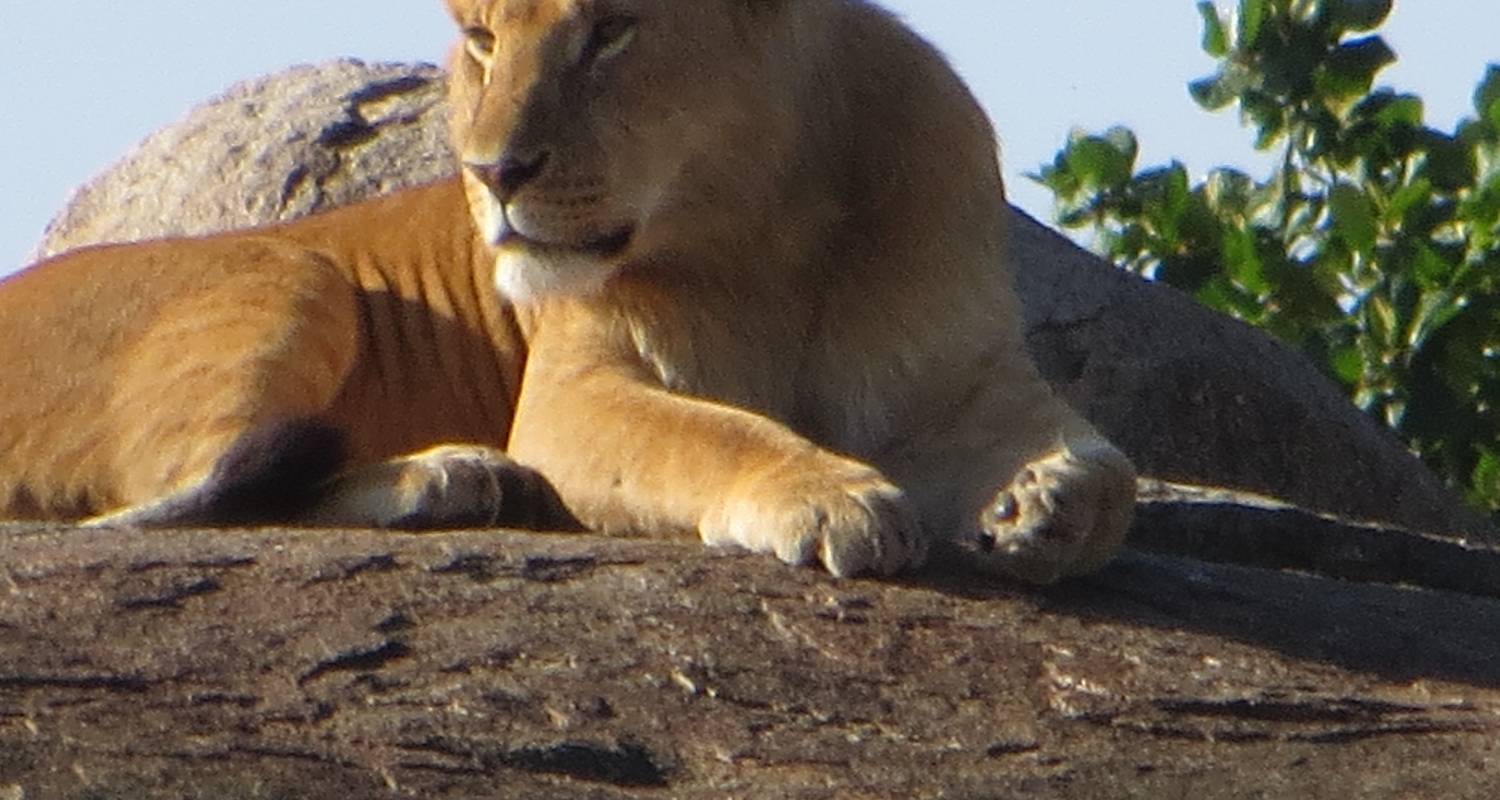 Big Five Safari and Beach Holiday - Gemuka Adventures