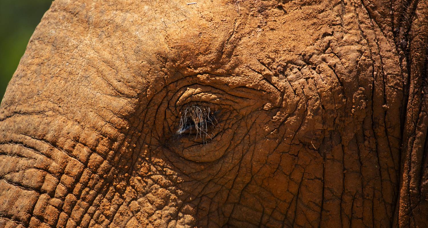 Wildlife & the Falls 2020 - AmaWaterways