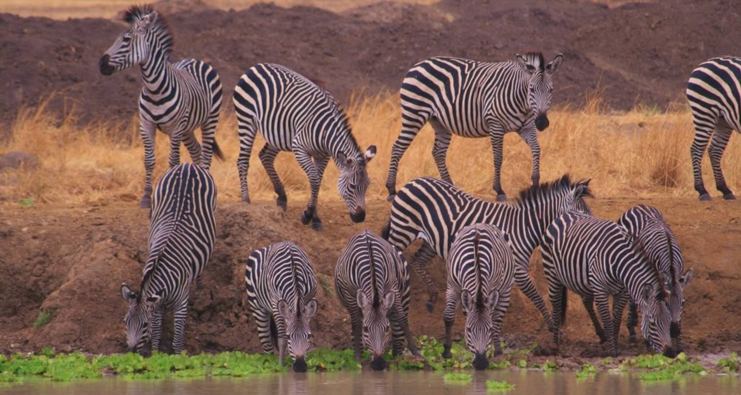 Mikumi 3 days 2 nights lodge safari - Zanzibar Local Experience