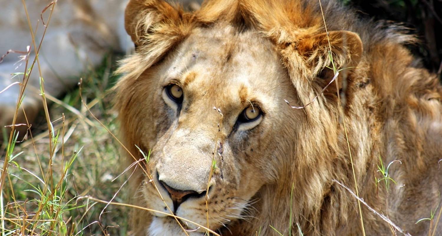 4 Days, 3 Nights Masai Mara Safaris - Safe Drive Tours & Travel ltd
