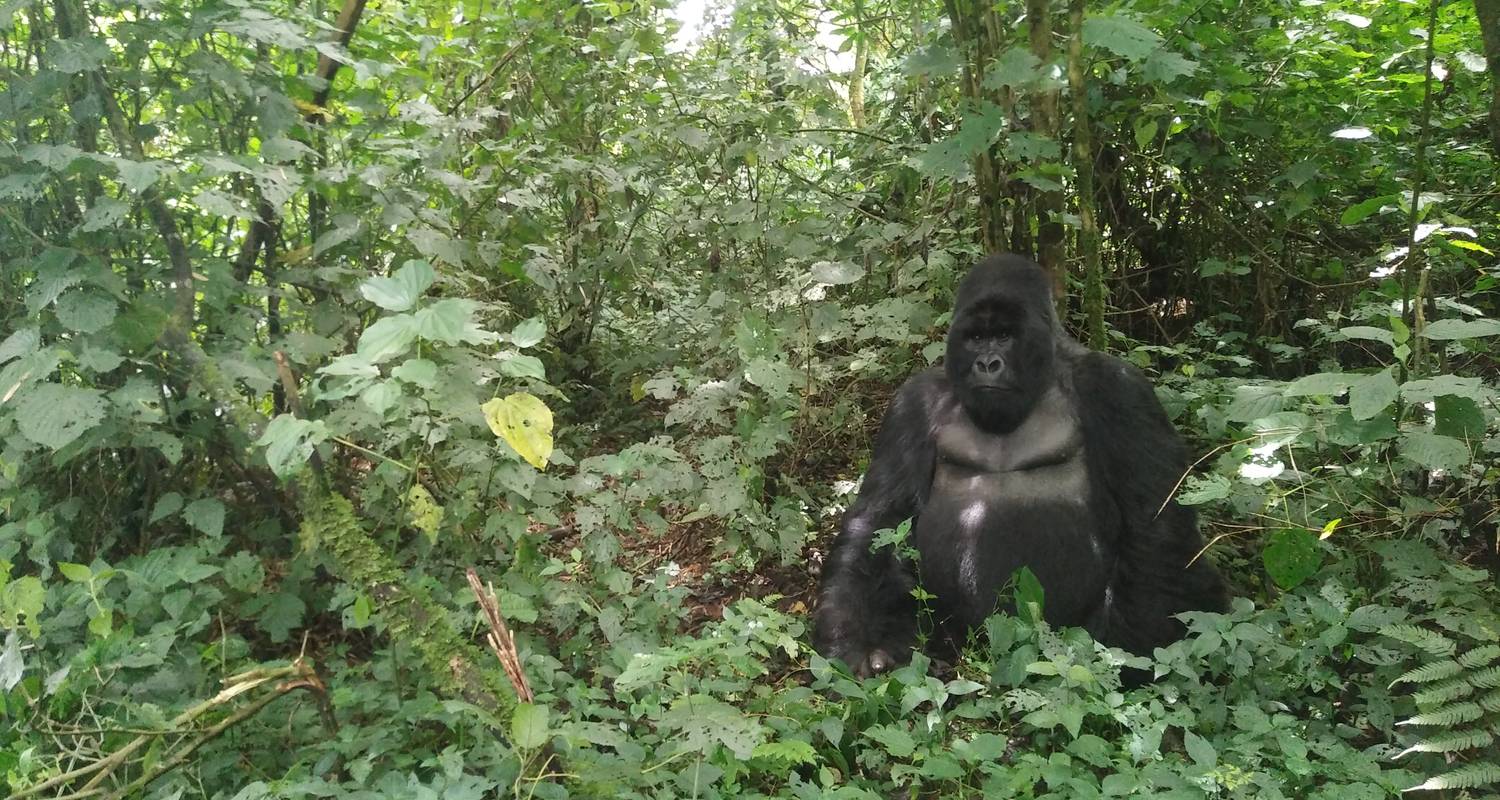 Mountain Gorilla trek in Virunga National Park (3days/2nights) - Ubuntu Voyages