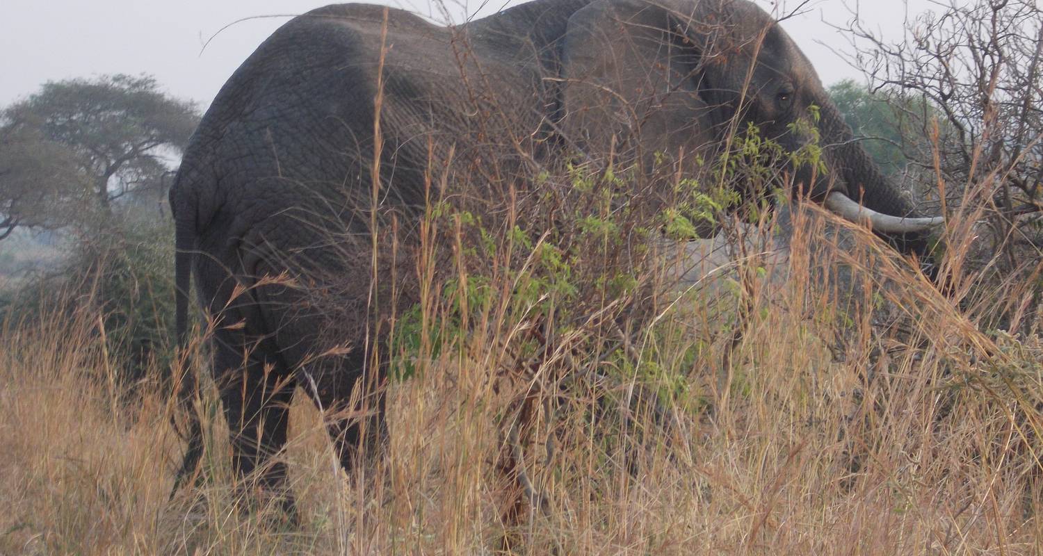 4 Tage Ngorongoro-Krater, Serengeti & Tarangire Safari - East African Jungle safaris Ltd