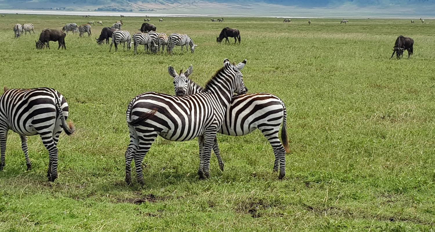 Manyara classique, Serengeti, Ngorongoro et Tarangire - 5 jours - Gilmag Safaris