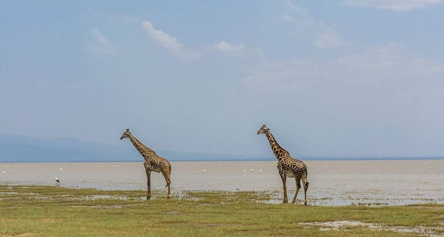 Tanzania Safari Migration - African Wildlife Borders