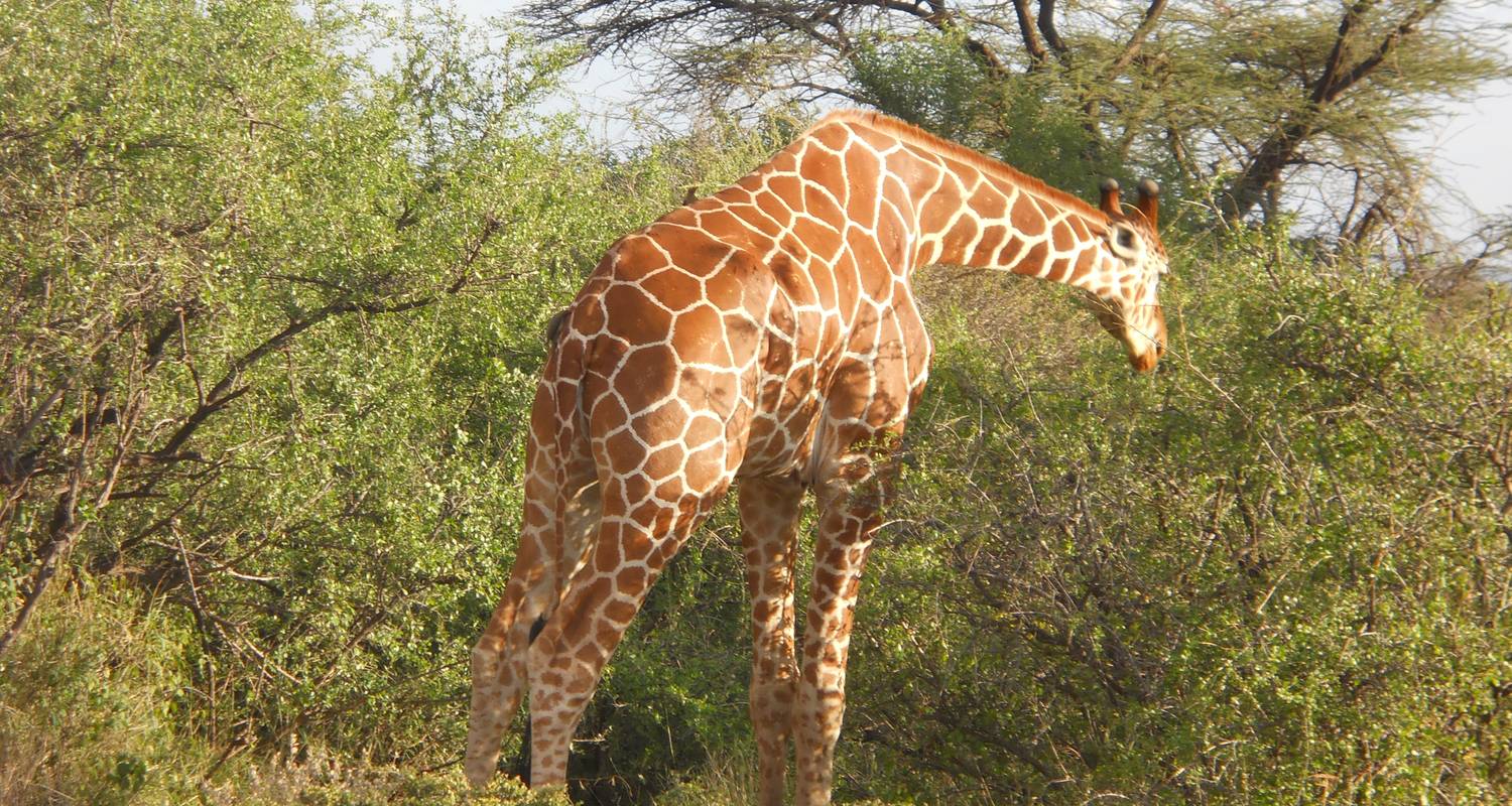 Best of Samburu -Kenya - Montana Trekks
