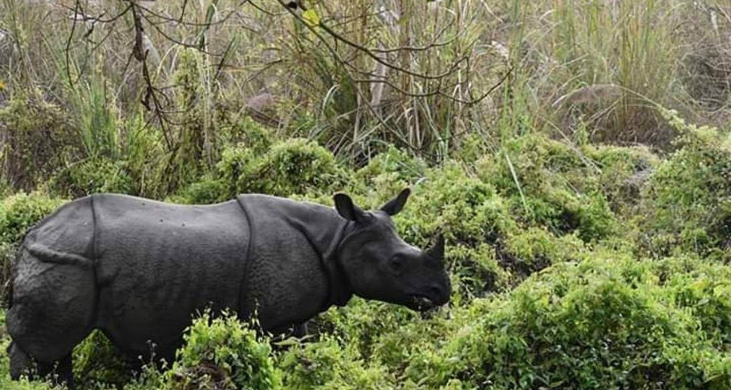 Kathmandu & Chitwan Jungle Safari Tour - 6 days - Himalayan Aster Treks and Tours