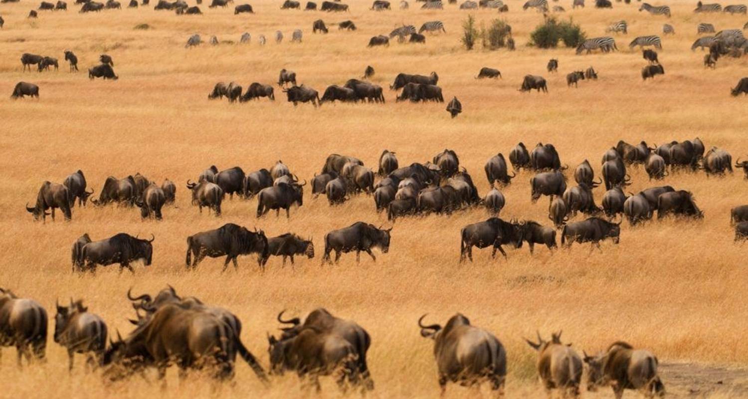 Privat-geführte Safari in Tansania - Expect In Africa Safari