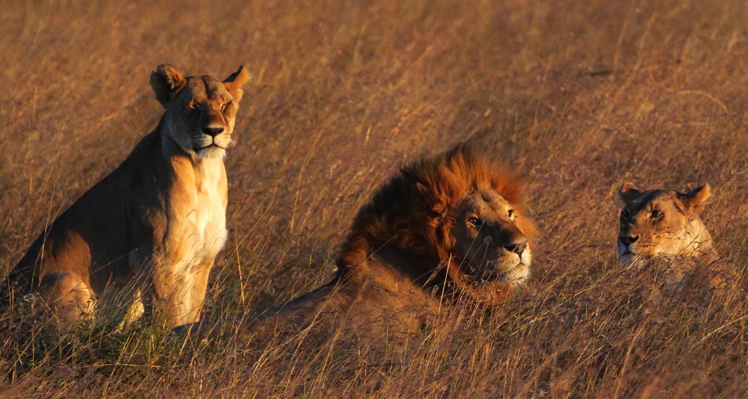 Safari de lujo de seis días por lo mejor de Kenia y Tanzania - Jeep Safaris and Tours