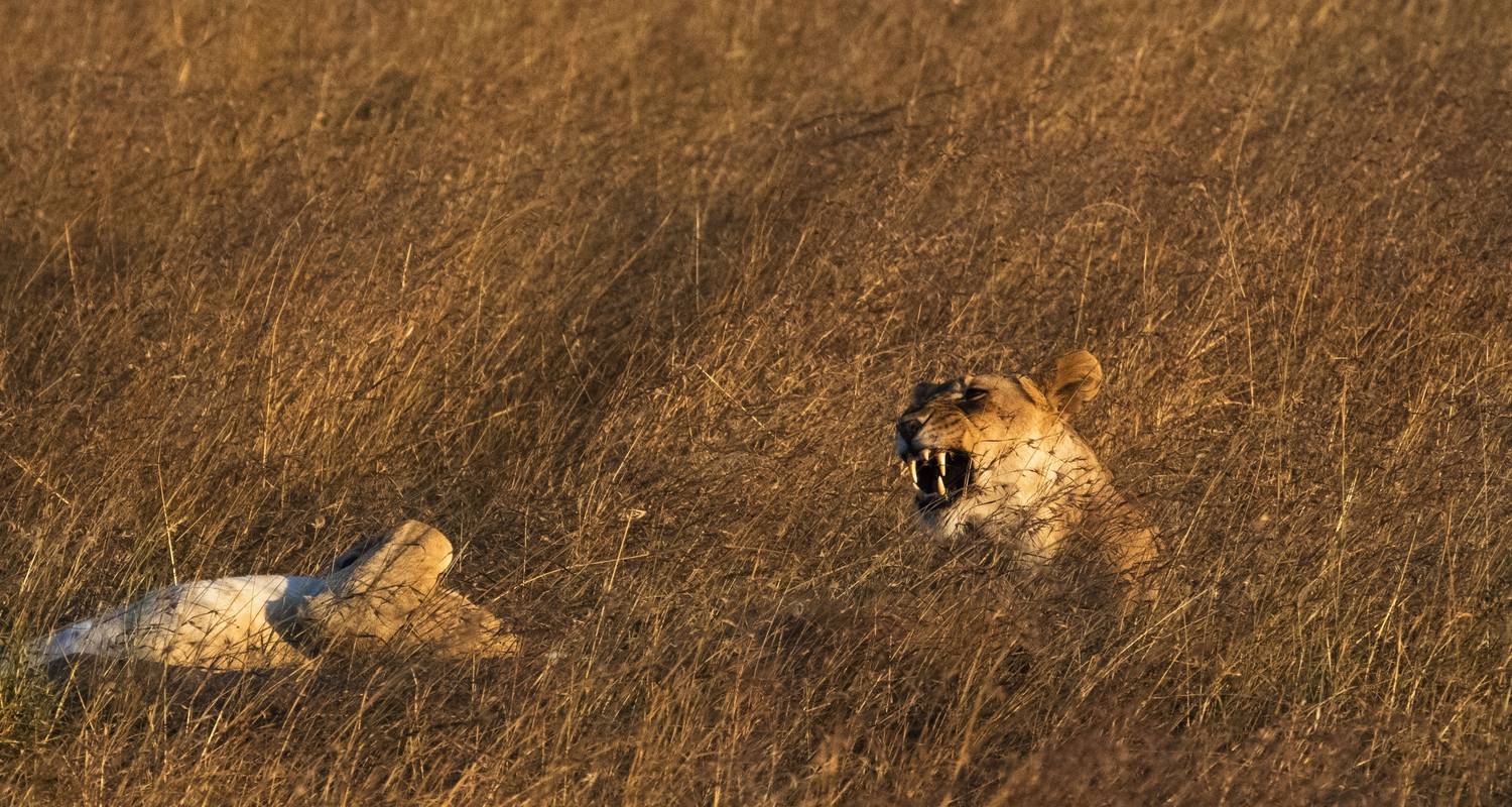 7 jours de safari aventure de luxe au Kenya - Jeep Safaris and Tours
