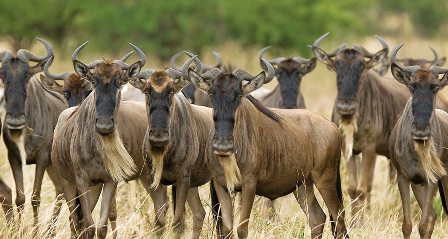 Der große Migrations-Safari ~ 10 Tage - Expect In Africa Safari