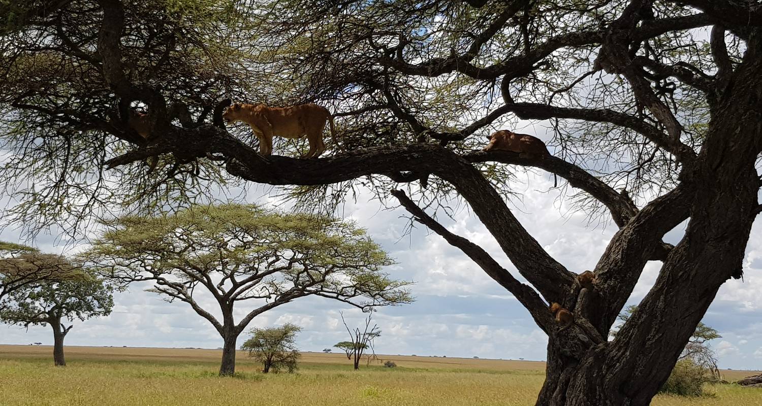 4 Days Mid Range Northern Safari Circuit - Gilmag Safaris