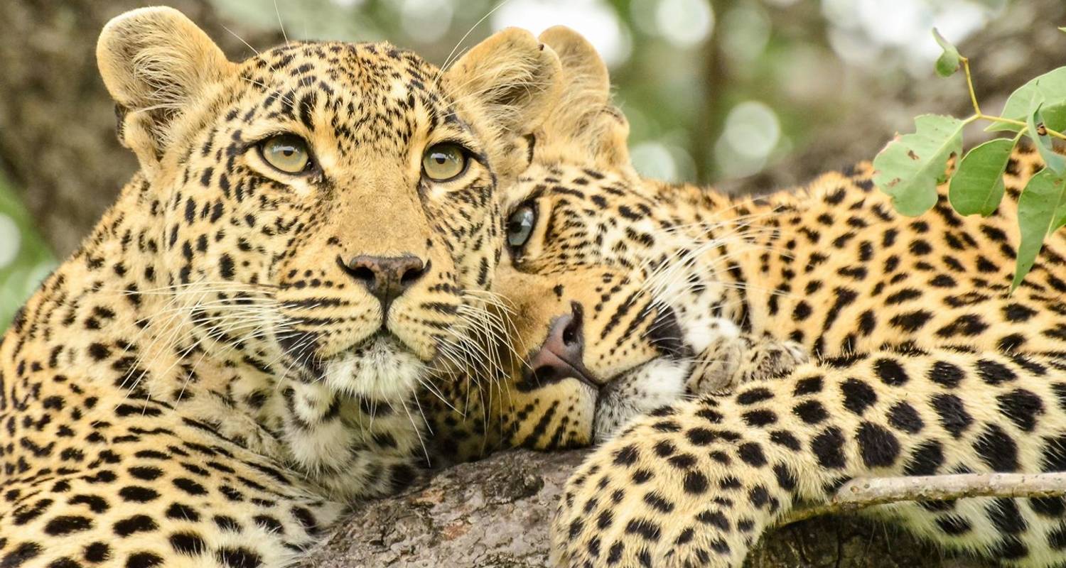 3-Day Kruger National Park and Sabi Sands Safari - The Mzansi Experience